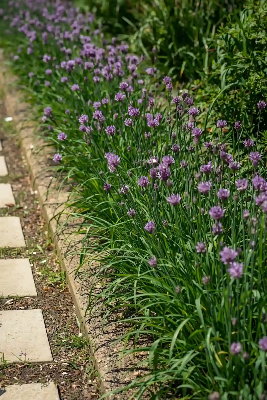 Chive plants forming a neat border along a garden pathway